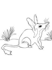 Simple Bilby coloring page