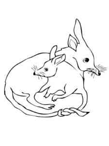 Mother and Baby Bilby coloring page
