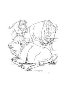 Bisons coloring page