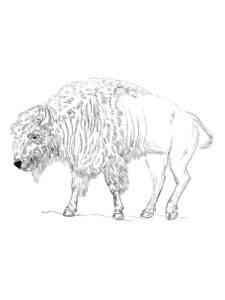 Realistic Bison coloring page