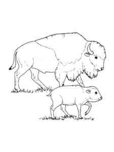 Bison with Calf coloring page