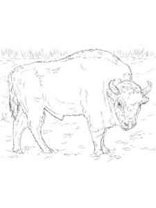 Wild American Bison coloring page