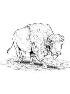 Realistic American Bison coloring page