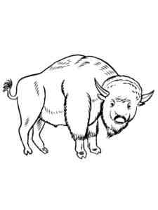 Strong Bison coloring page