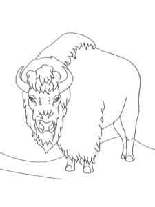 Plains Bison coloring page