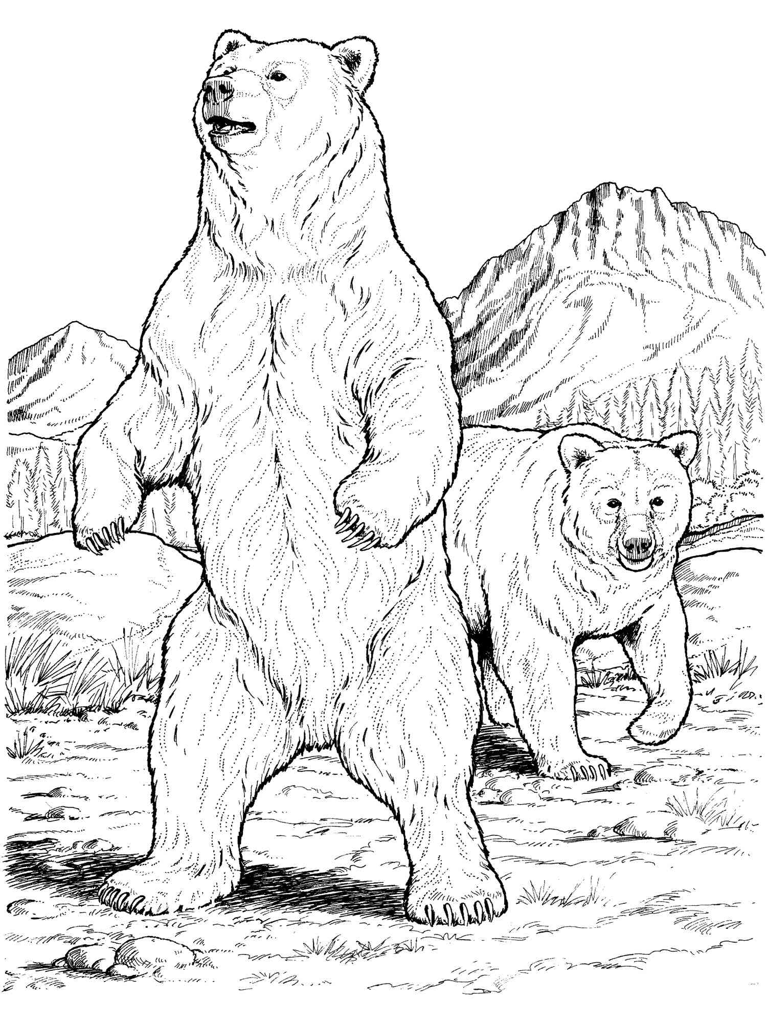 Two Black Bears coloring page