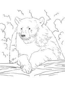 American Black Bear coloring page