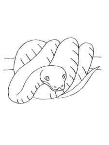 Boa Constrictor on the branch coloring page