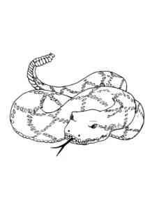 Wild Boa Constrictor coloring page