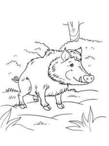 Boar in the forest coloring page