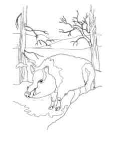 Wild Boar coloring page