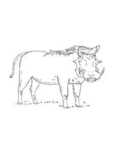 Warthog Boar coloring page