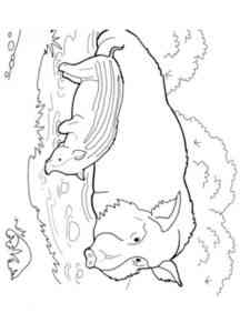 Boar Family coloring page