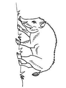 Boar looking for food coloring page