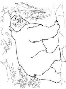 Brown Bear in the forest coloring page