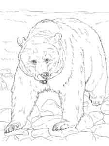Eurasian Brown Bear coloring page
