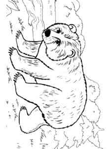 American Brown Bear coloring page