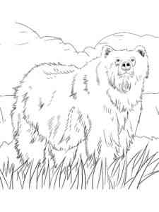 Realistic Brown Bear coloring page