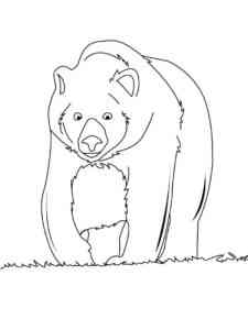 Brown Bear Walking coloring page