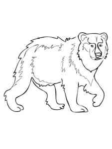Wild Brown Bear coloring page
