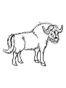 Simple African Buffalo coloring page