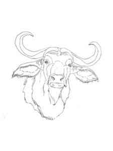 Buffalo Head coloring page