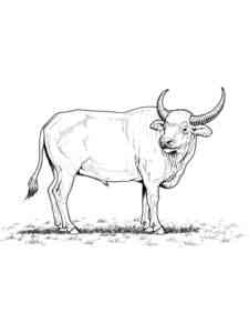 Easy Water Buffalo coloring page