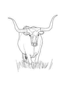 Texas Longhorn Bull coloring page