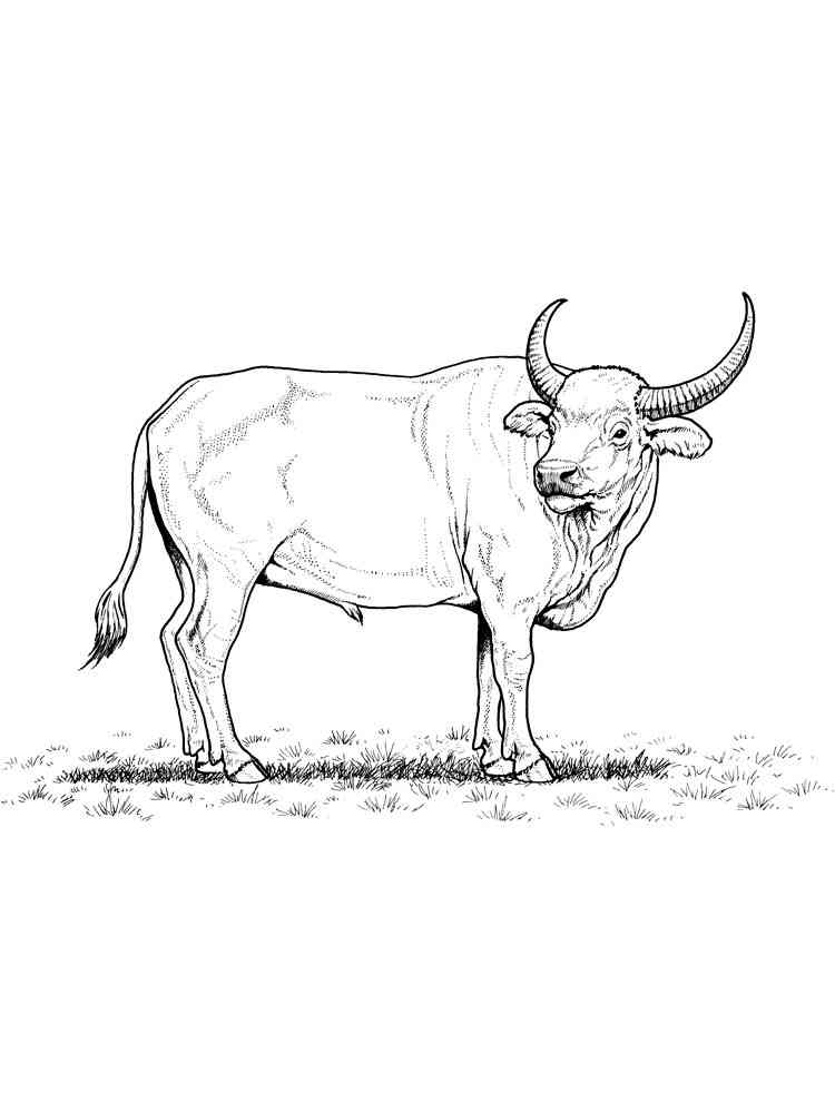 Easy Bull coloring page
