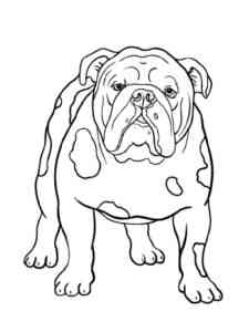 Realistic Bulldog coloring page