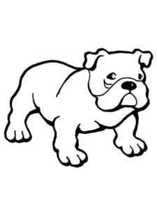Little Bulldog coloring page