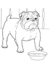 Bulldog by the bowl coloring page