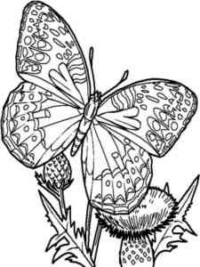 Butterfly and Thistle coloring page