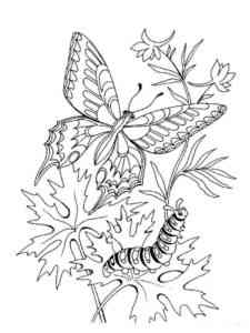 Butterfly and caterpillar coloring page