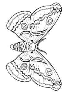 Yellow Edged Giant Owl Butterfly coloring page