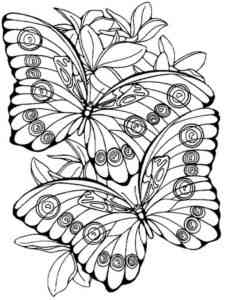 Two Butterflies coloring page