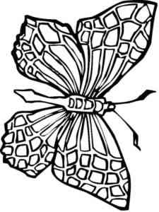 Butterfly 11 coloring page