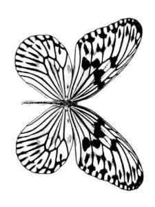 Cabbage Butterfly coloring page
