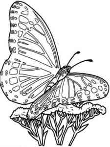Butterfly on the flower coloring page