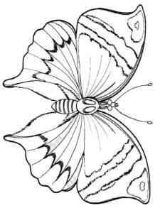 Realistic Butterfly coloring page