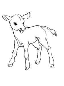 Realistic Calf coloring page