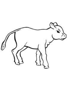 Little Calf 2 coloring page