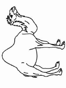 Dromedary Camel coloring page