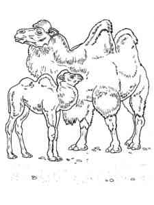 Camel Family coloring page