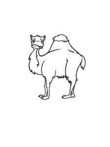Cartoon One Hump Camel coloring page
