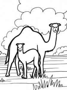 Camel and Cub coloring page