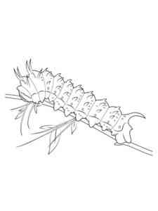 Hubbards Silkmoth Caterpillar coloring page