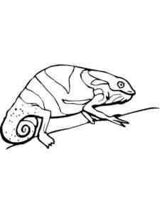 Common Chameleon on branch coloring page