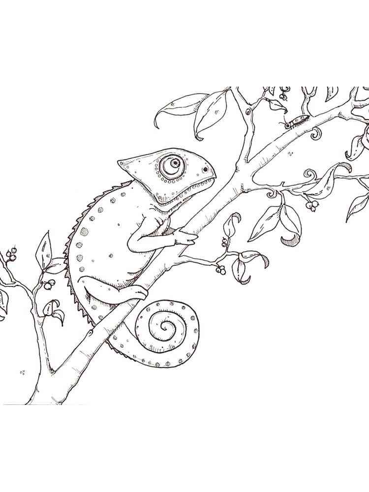 Veiled Chameleon coloring page