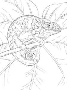 Common Chameleon coloring page